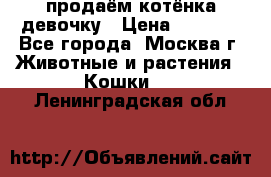 продаём котёнка девочку › Цена ­ 6 500 - Все города, Москва г. Животные и растения » Кошки   . Ленинградская обл.